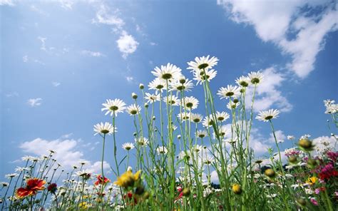 1680x1050 1680x1050 Daisies Flowers Sky Clouds Lawn Green