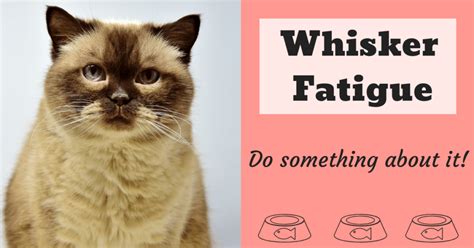These cat food bowls are specially designed for cats,the shallow and angled wide mouth allows your cat to get the food more easilisly than the normol feeding bowls, prevents whisker fatigue and keeps your pet face clean. What is Whisker Fatigue in Cats? - National Kitty
