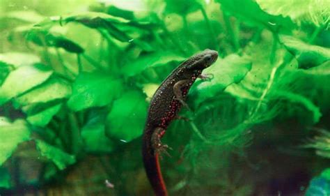 Expert Care Of The Japanese Fire Bellied Newt Reptiles Magazine