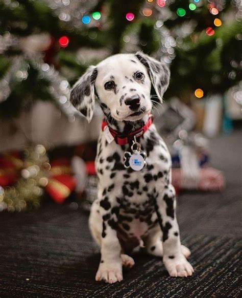 Dalmatian Puppy Is The Cutest Ever At Christmas Via Kaufmannspuppy