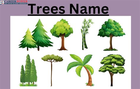 Trees Names List Of 50 Tree Names In English