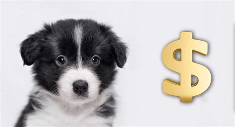 Displayed prices might change due to limiting conditions, unpredictable factors, or specific needs. How Much Does A Dog Cost? The Costs of Buying and Owning a ...