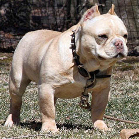 French bulldogs were the fourth most popular dog breed in the united states in 2017, according to the even the healthiest french bulldog will eventually face health issues, like all brachycephalic cleft lips are immediately visible, with protruding teeth or gums; French Bulldogs and Shorty Bulls