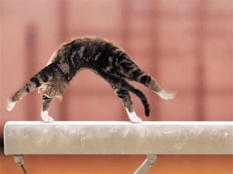 Gymnast Cat If A Cat Can Do It So Can You Funny Animal Pictures Cute