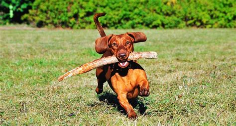 Are Sticks Dangerous For Dogs Pawversity