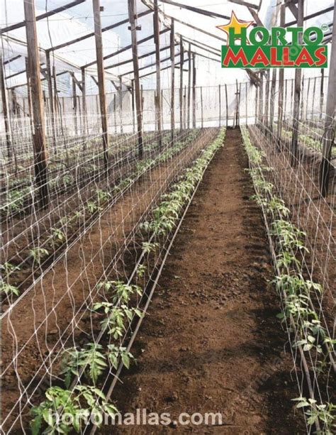 Malla Espaldera Trellis Netting Tomate Tomatoe Cultivo Hortomallas