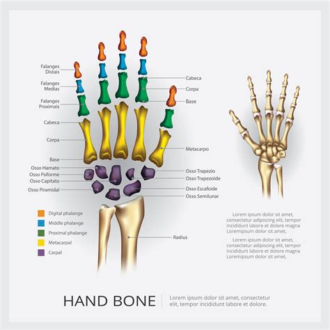 Human Anatomy Hand Bone Vector Illustration Vector Art At Vecteezy