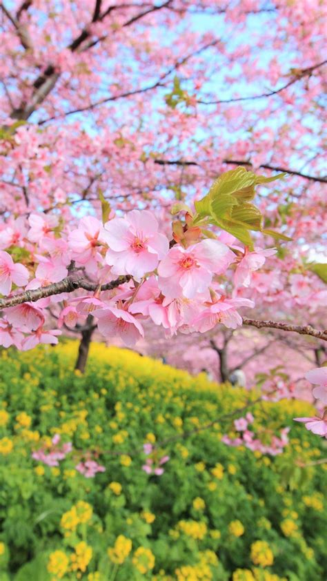 Spring Trees In Bloom Wallpapers Wallpaper Cave