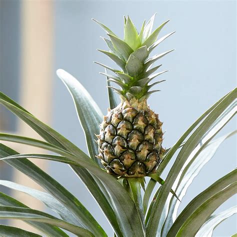 Buy Ornamental Pineapple Ananas Comosus Corona £2799
