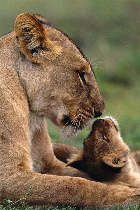 Baby Lion With Mother