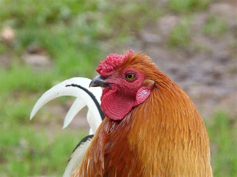 Free Photo Rooster Cock Chicken Capon Free Image On Pixabay 20646