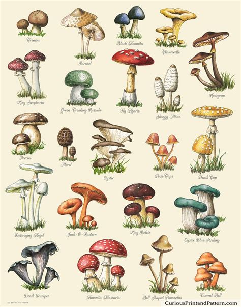 Mushroom Varieties Print Food Print Mushroom Chart Etsy Dibujos