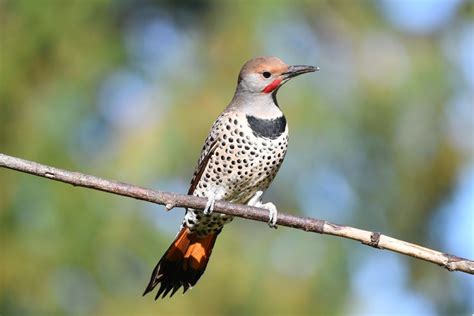 Top 10 Amazing Woodpeckers In Ohio Red Rock Scenic By Way