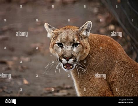 The Cougar Puma Concolor Also Commonly Known By Other Names