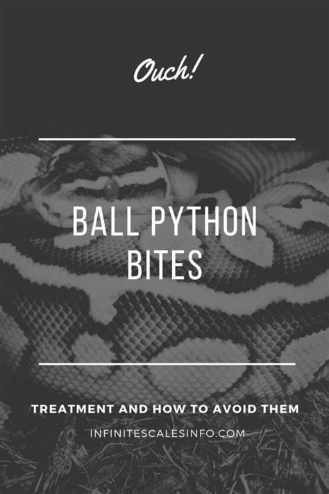 Ball Python Bite Treatment And How To Avoid Them Infinite Scales