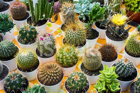 Little Ornamental Cactus In Pot For Sale Stock Photos