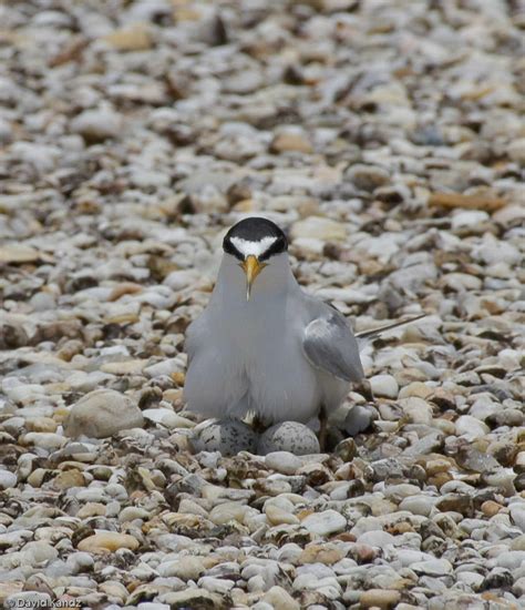 Floridas Rooftop Nesting Birds Audubon Florida