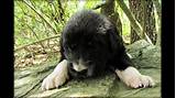 These beautiful and intelligent dogs function well as both companion dogs and working dogs. Black Great Pyrenees Puppy 5 weeks old - YouTube