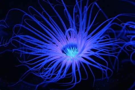 Bioluminescent Coral Smithsonian Photo Contest Smithsonian Magazine