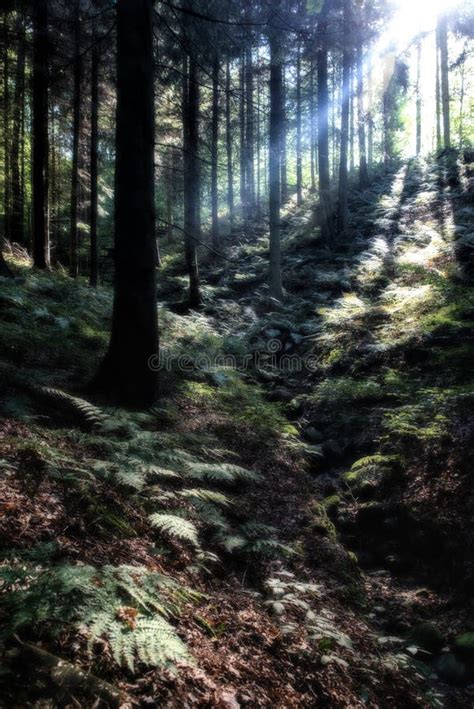 Mysterious Dark Autumn Forest Landscape With Sunbeams Stock Photo