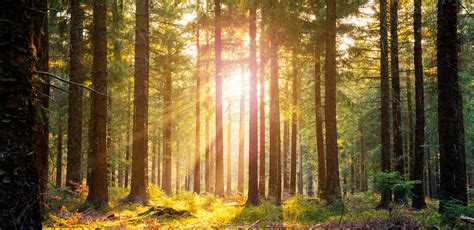Silent Forest In Spring With Beautiful Bright Sun Rays Stock Image