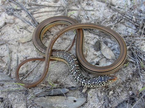 Glass lizards (family anguidae), often called glass snakes, are legless lizards. Reptile Facts - The Eastern Glass Lizard (Ophisaurus ...