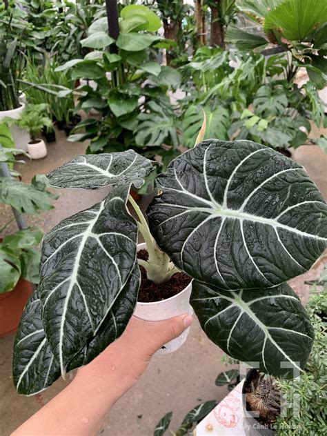 This rare beauty is a work of art and will add serious sophistication to any space. Cây Alocasia Black Velvet Môn Đen