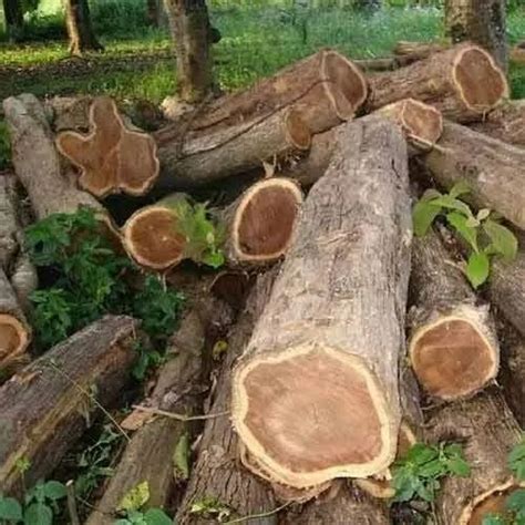 Indian Teak Wood Log At Best Price In Delhi By Navneeth Madhav Timber