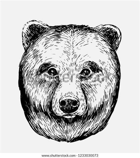 Sketch Bear Hand Drawn Illustration Converted Stock Vector Royalty