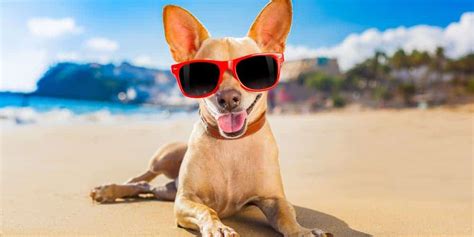 Should Your Dog Wear Sunglasses In Summer Alpha Paw