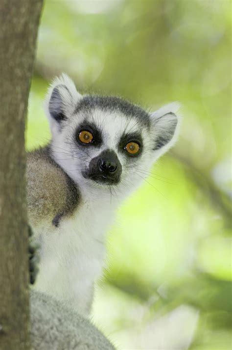 Close Up Of A Ring Tailed Lemur Lemur Photograph By Animal Images