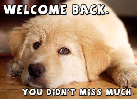 Welcome Back Pooch Ecard Saying Hi Cards Everyday Cards Cardboiled