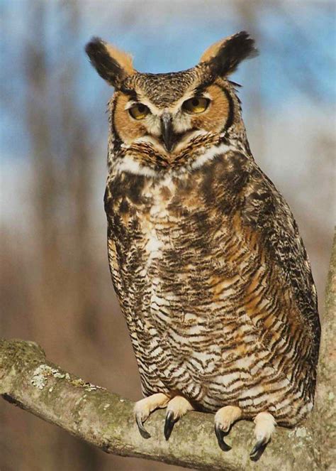 Great Horned Owl Alchetron The Free Social Encyclopedia