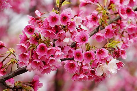 Wallpaper 2048x1361 Px Branch Cherry Flower Macro Spring