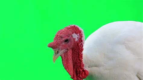 turkey cock on green screen stock footage video 11178467 shutterstock