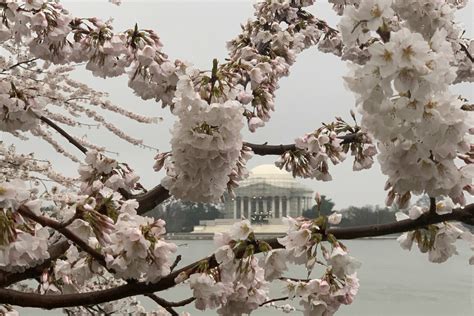 Cherry Blossoms Reach Peak Bloom Around The Tidal Basin But Storms