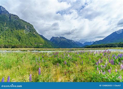Meadow With Lupins On A River Between Mountains New Zealand 45 Stock