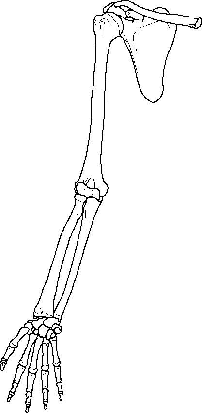 Arm Of A Skeleton Diagram Diagram Quizlet