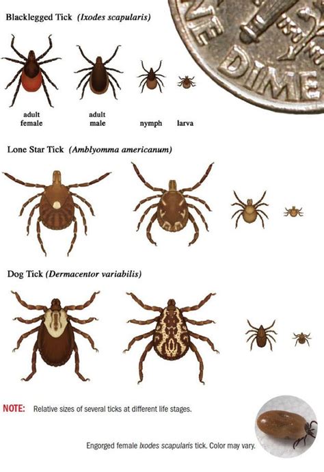 Ticks Of Ohio The Diseases They Carry And What To Do About A Bite