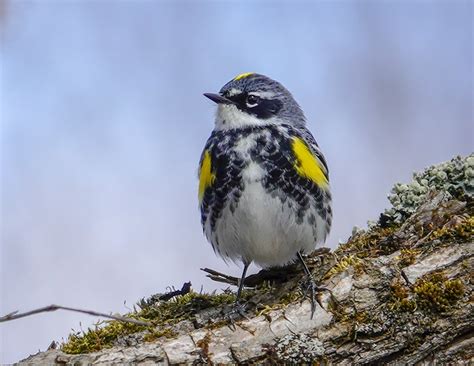 Adirondack Birds