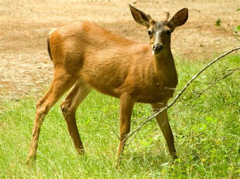 Mule Deer Behavior Habitat And Diet Britannica