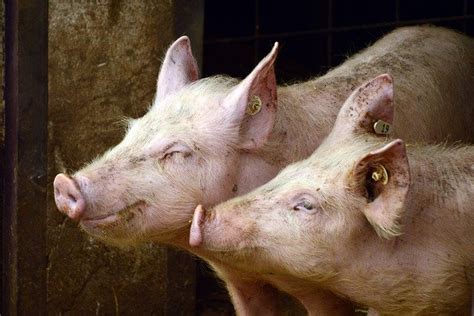 Fda Approves Genetically Engineered Pigs For Both Food And Medical Use