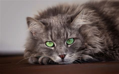 Download Wallpapers Fluffy Gray Cat Cute Animals Cat With Green Eyes