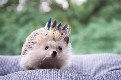 Hedgehog Lifespan How Long Do They Live