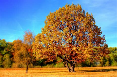 Poze Cădea Sezon Arțar Copac Cu Frunze Căzătoare Stejar Culorile