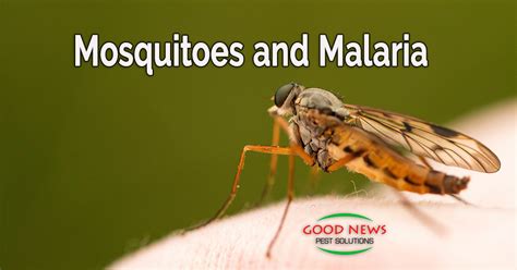 Mosquitoes And Malaria Pest Control In Venice Fl Good News Pest