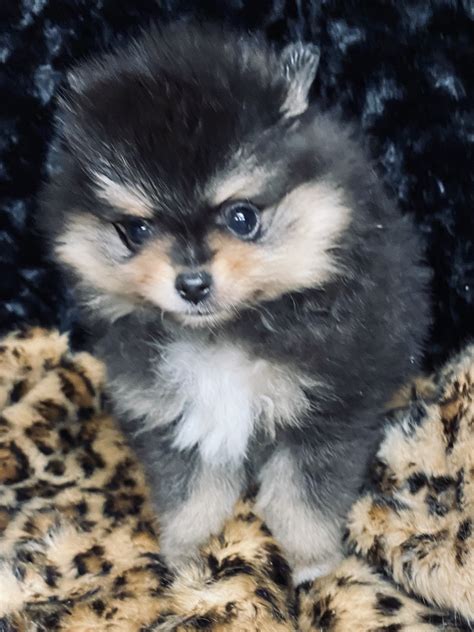 Pomeranian Puppies For Sale Greenville Ga 335053