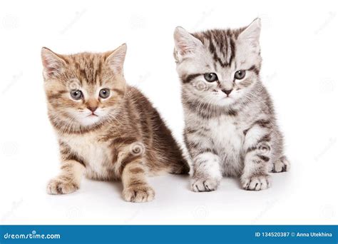 Two Fluffy Tabby Kitty British Cat Stock Image Image Of Sitting Cute