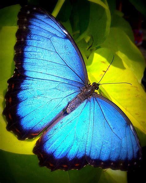 Blue Morpho Blue Morpho Blue Morpho Butterfly Butterfly Taxidermy