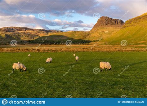 Sunset Sheep Rural Scotland Highlands Skye Island Talisker Stock Image